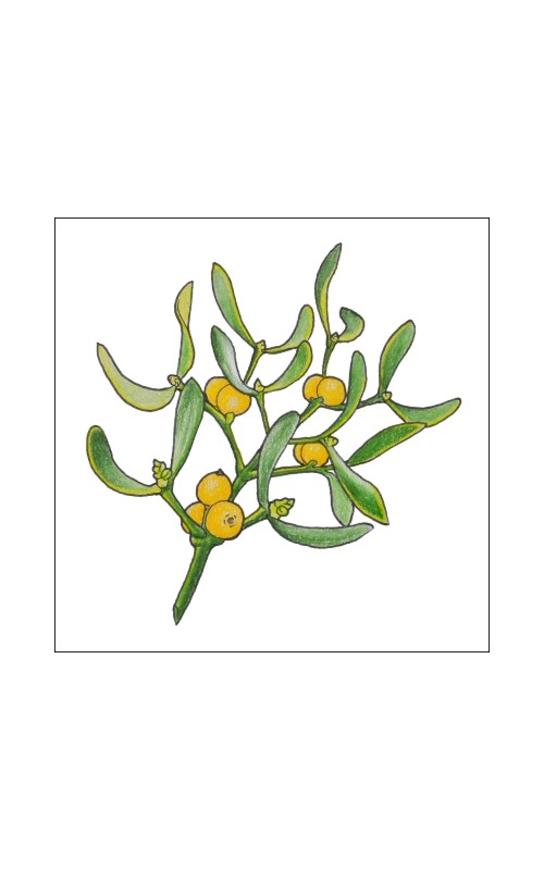 Istrska Biska - Rumena omela Novost 2025