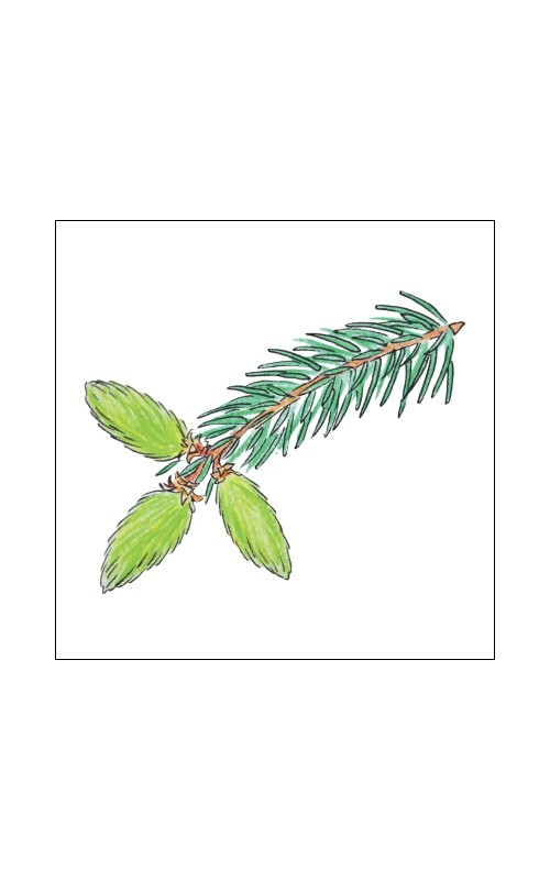 Smrekov liker letnik 2023 -