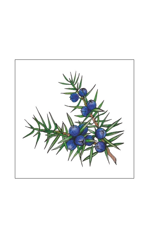 Floral water (hydrolat) - juniper