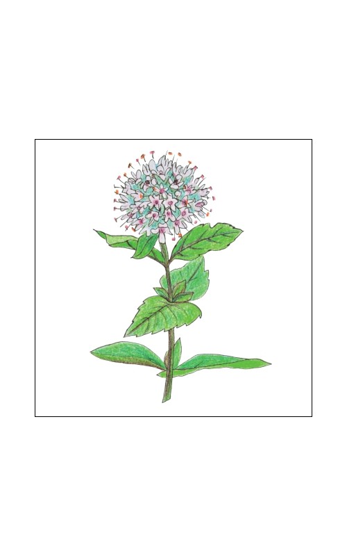 Floral water (hydrolat) - Mentha aquatica