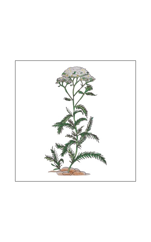 Floral water (hydrolat) - yarrow