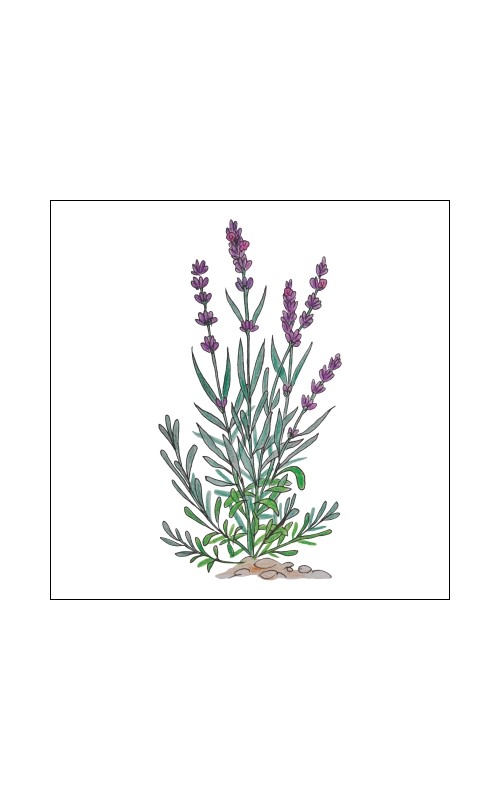  Essential oil - edible lavender