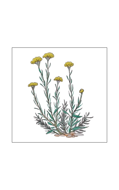 Helichrysum italicum 