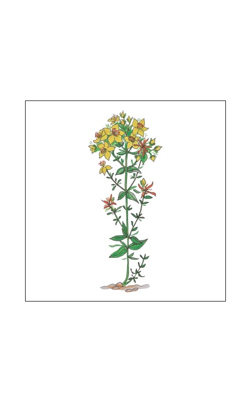  Essential oil - St John's wort