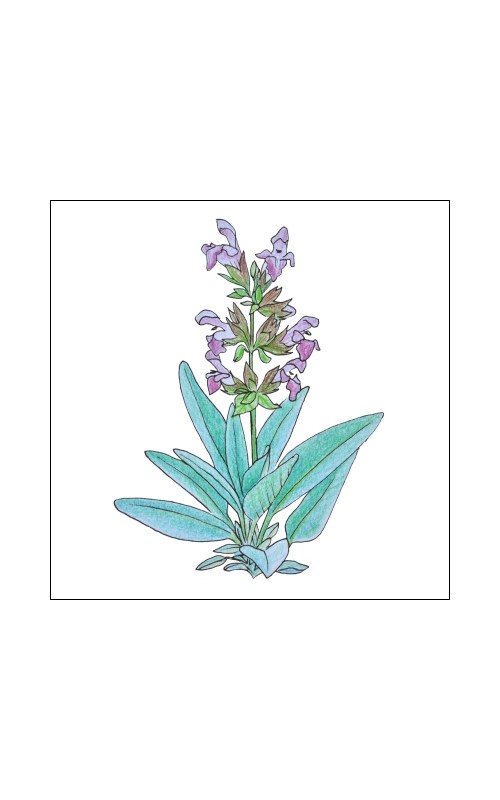 Floral water (hydrolat) - Salvia officinalis